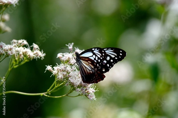 Obraz 旅する蝶アサギマダラにフジバカマ