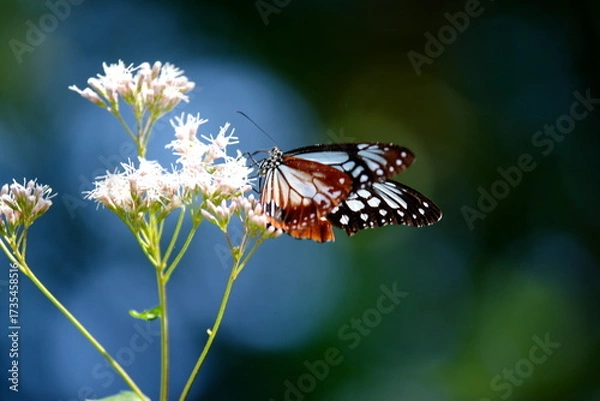 Obraz 旅する蝶アサギマダラにフジバカマ