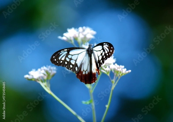 Obraz 旅する蝶アサギマダラにフジバカマ