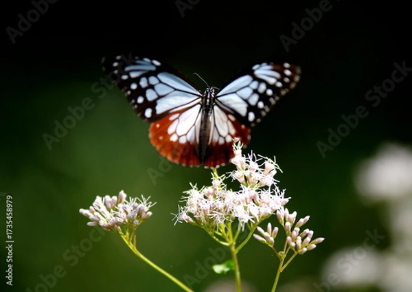 Obraz 旅する蝶アサギマダラにフジバカマ