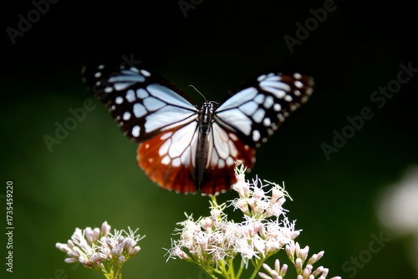 Obraz 旅する蝶アサギマダラにフジバカマ