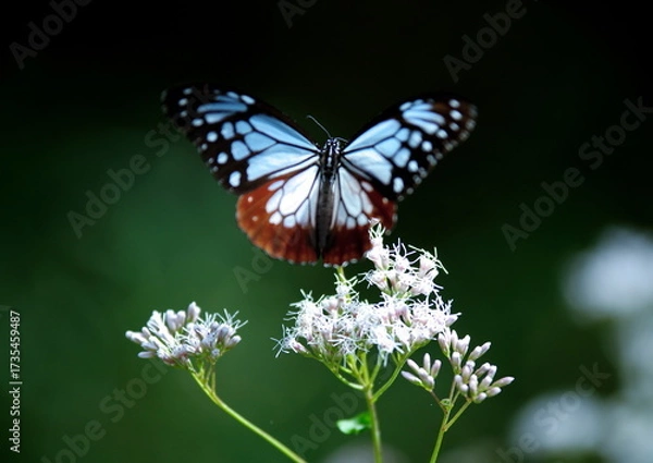 Obraz 旅する蝶アサギマダラにフジバカマ