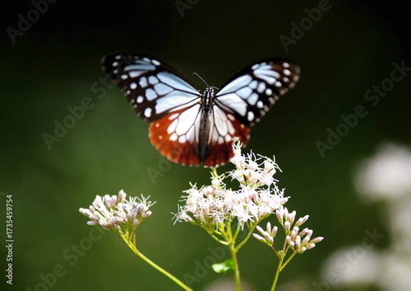 Obraz 旅する蝶アサギマダラにフジバカマ