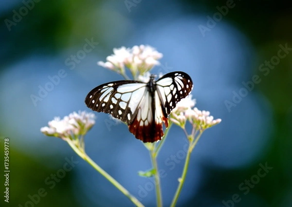 Obraz 旅する蝶アサギマダラにフジバカマ