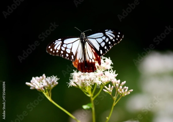 Obraz 旅する蝶アサギマダラにフジバカマ