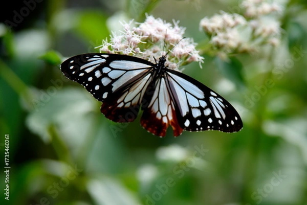 Obraz 旅する蝶アサギマダラにフジバカマ