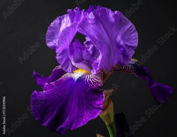 Obraz Close-up Purple Iris Flower.