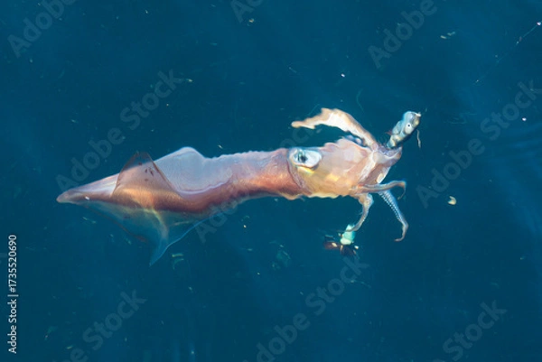 Obraz Pêche au calamar