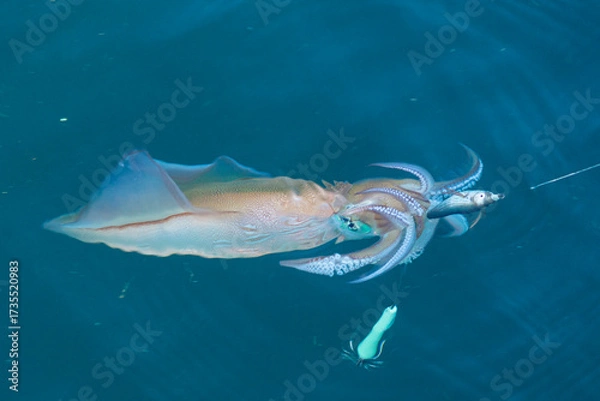 Obraz Pêche au calamar