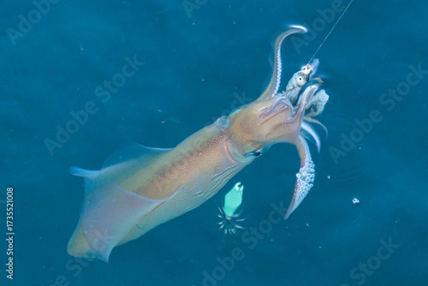 Obraz Pêche au calamar