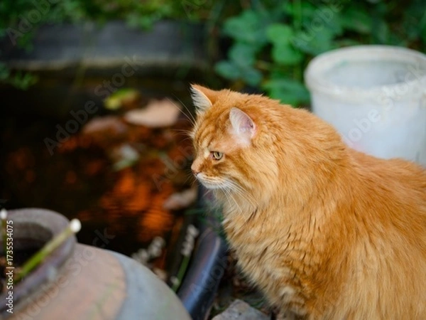 Fototapeta Ginger cat that is seating near small garden pond in backyard.