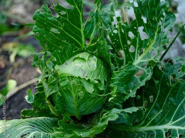 Fototapeta A vibrant green cabbage head in a garden shows visible signs of pest damage, with many holes in its outer leaves.
