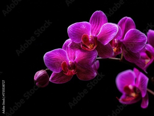 Fototapeta Close-up of vibrant pink orchid flowers with delicate petals and detailed textures against a black background for botanical art and floral design