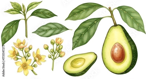 Obraz Watercolor illustration of fresh avocado fruit leaves and flowers elements