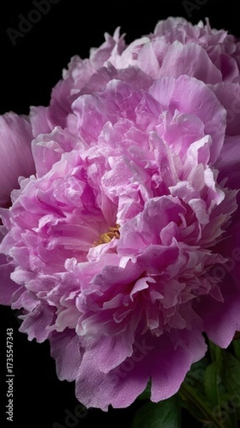 Fototapeta Close-up of a large vibrant pink peony flower with detailed ruffled petals and dark background emphasizing its lush bloom