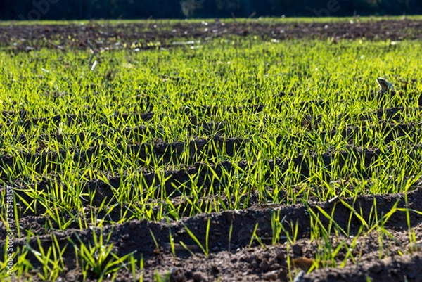 Fototapeta green frost-resistant wheat that was planted in winter, beautiful winter wheat, cereals in the autumn before frost, sunny weather