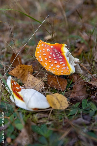 Fototapeta broken red fly agaric in the autumn season in the forest, dangerous to health red poisonous mushrooms with white dots in the autumn forest
