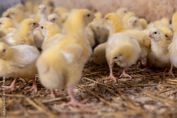 Fototapeta small newly hatched chickens in a poultry farm without cages on a litter of sawdust