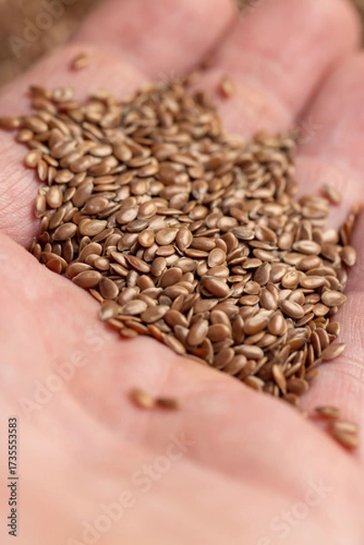 Fototapeta flax seeds for sowing, a large number of brown flax seeds for a new crop or germination for nutrition