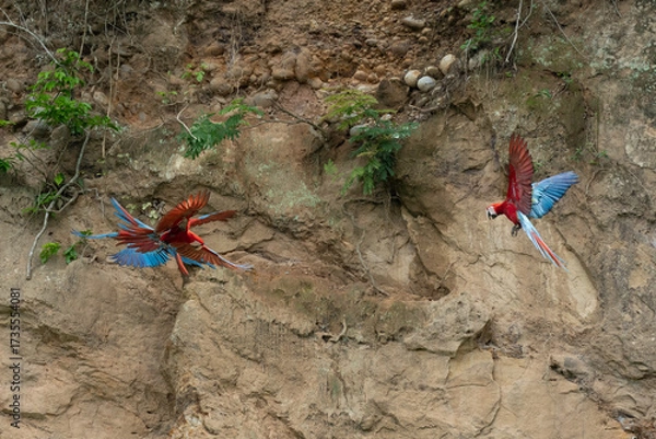 Fototapeta Red-and-Green Macaw, ara chloroptera, Group in Flight