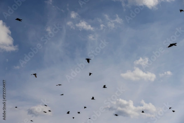 Fototapeta a flock of crows and several pigeons flying in the blue sky with clouds, a flock of black crows and pigeons flying high in the sky