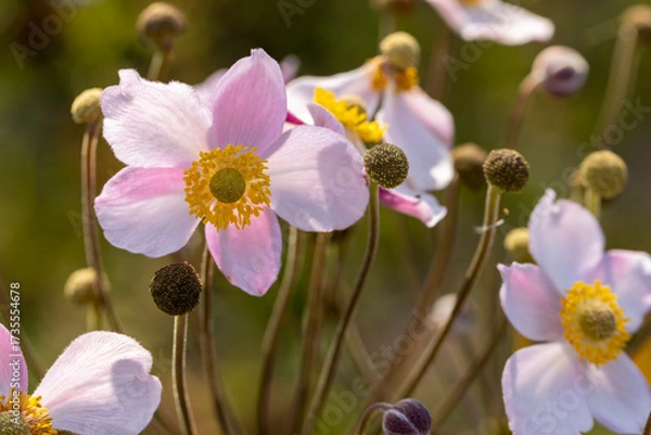 Fototapeta beautiful autumn flowers growing in late summer and early autumn in sunny, warm weather, close-up of flowers with beautiful white and pink petals in the sunlight
