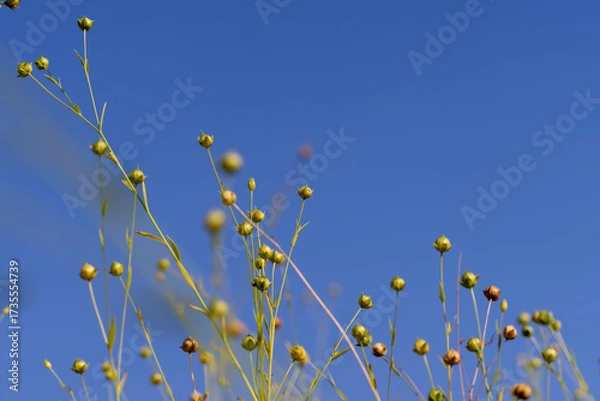 Fototapeta dry spherical boxes with flax seeds in a field before harvesting seeds and making fiber against a blue sky, a monoculture field with a flax crop against a blue sky