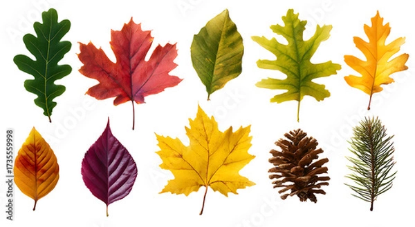 Fototapeta Set of autumn and green leaves isolated on transparent background, colorful foliage collection for nature, botanical and seasonal design template

