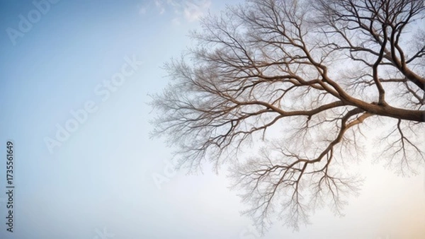 Fototapeta A solitary tree branch stretches towards the sky against a crisp white background