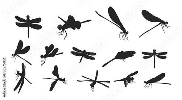 Obraz set of dragonfly silhouettes insects on white background vector illustration