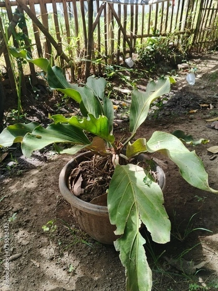 Obraz aloe vera plant
