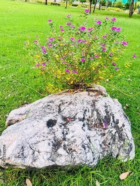Fototapeta flower  in rock with the garden