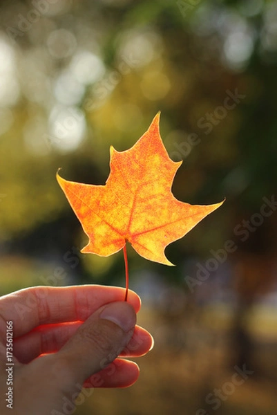Fototapeta A woman's hand holds a bright orange maple leaf on a natural blurred background