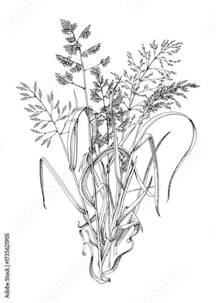 Fototapeta Bunch of meadow grass vector