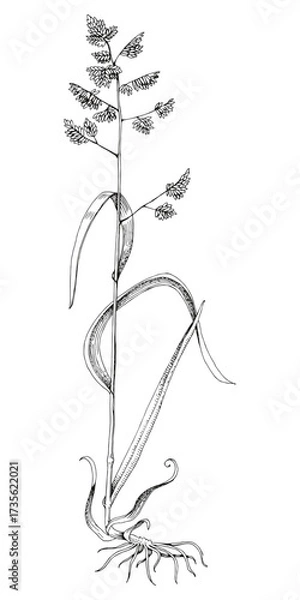 Fototapeta Orchardgrass botanical sketched illustration vector