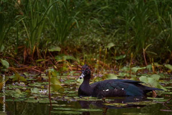 Obraz Muscovy Duck, Cairina moschata, in the water green grass, bird in the nature habitat in Boca Tapada in Costa Rica. Birdwatching in Costa Rica. Goose in the nature forest habitat.
