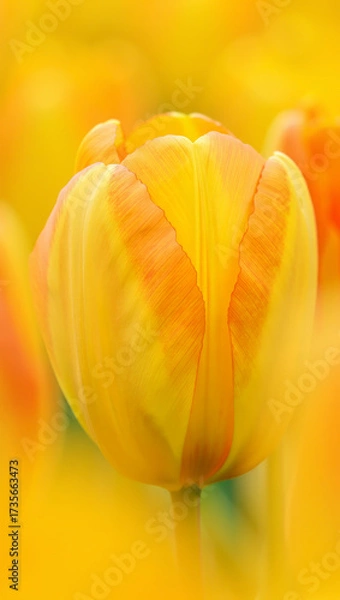 Fototapeta A photograph of a bright yellow tulip, almost filling the frame, with a soft and dreamy background that makes the flower the central object of attention, conveying its splendor