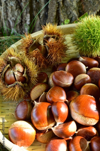 Obraz 栗と毬栗