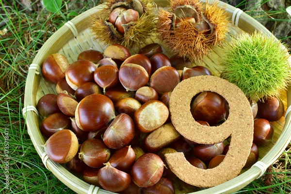 Obraz 栗と9月イメージ