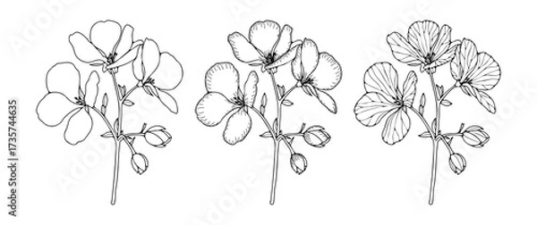 Fototapeta Geranium flower sketch isolated on white background. Hand-drawn floral illustration, outline of geranium branches.