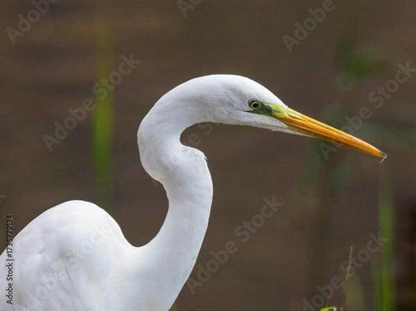 Obraz great white heron
