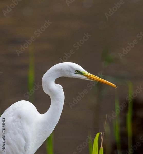 Obraz great blue heron