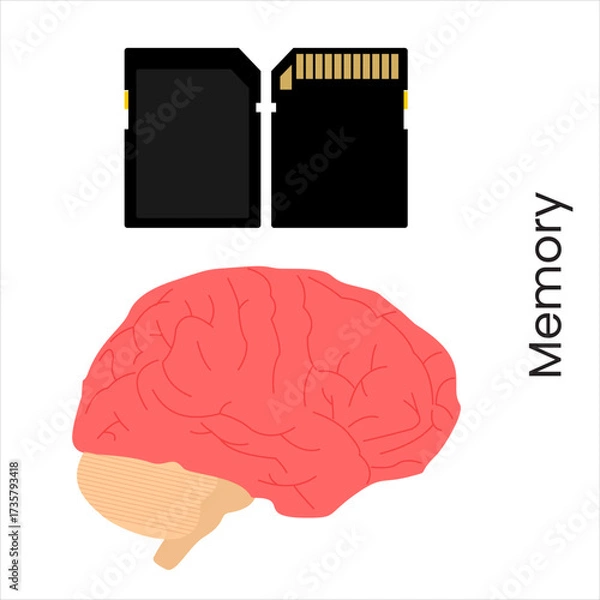 Fototapeta Memory card placed next to a brain, symbolizing two types of information storage, flat art design style.
