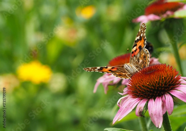 Fototapeta Distelfalter saugt Nektar auf einem rotblühenden Sonnenhut	
