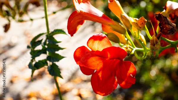 Obraz Vibrant red flowers bloom against a lush green backdrop in midday sunlight at a garden