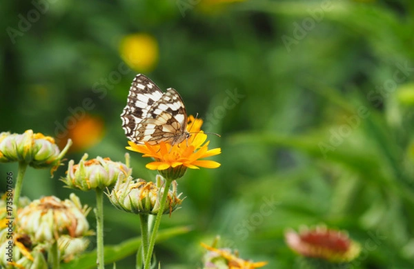 Obraz Schachbrettfalter auf einer Blüte einer Ringelblume