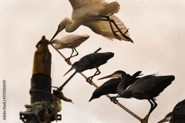 Fototapeta A Great egret flies perpendicular to the camera lens. Close-up great egret in flight. Great Egret, Great White Heron, Casmerodius Albus Family - Ardeidae Identification.