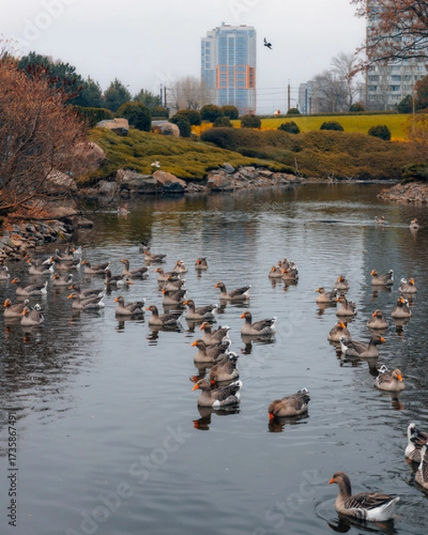 Fototapeta A large flock of greylag geese swims in a pond or artificial reservoir in a city park. The geese create a repeating pattern on the water. A modern residential complex is visible in the background.
