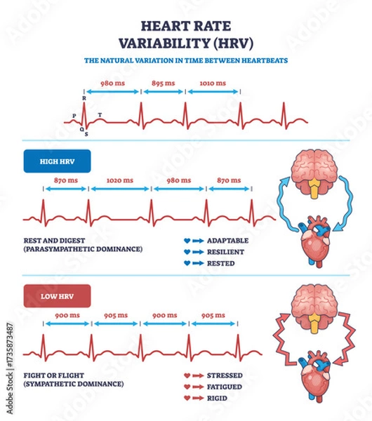 Fototapeta Heart rate variability (HRV) is shown with ECG lines, brain, and heart icons, illustrating high and low HRV states. Outline diagram