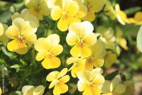 Fototapeta ビオラ